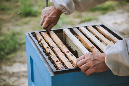养蜂员正和蜜蜂一起工作 在补助上棕色农业盒子框架蜂蜜果园养蜂业蜂窝蜂房蜂蜡图片