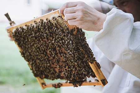 养蜂人拿着满是蜜蜂的蜂窝昆虫衣服男人检查蜂蜡框架蜂房殖民地盒子农场图片