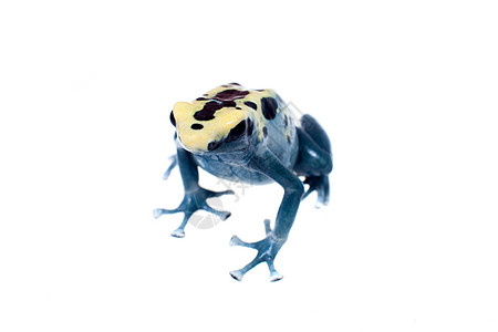 毒死达特青蛙白制毒液宏观成人生物学石斛动物热带宠物蓝色雨林图片