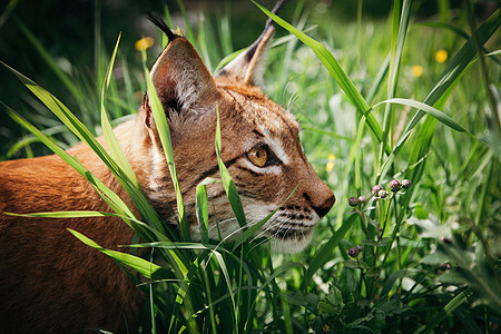 可爱的欧亚林克斯 夏季场肖像爪子猫科动物生物农村森林动物主题晶须捕食者哺乳动物图片