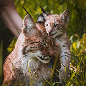 可爱的欧亚Lynx和幼熊 夏季场肖像生物猫科动物乐趣野生动物主题农村婴儿季节小猫哺乳动物图片