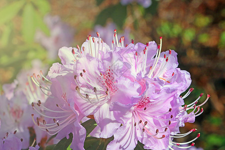 春天的公园里 有一片明亮的阿扎莉亚花枝图片