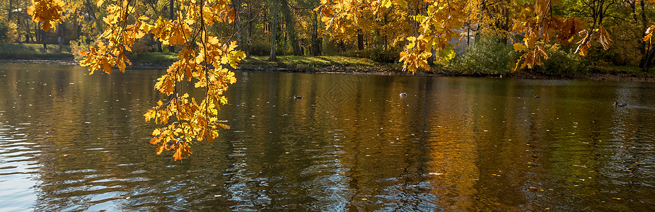 橡树枝向秋季森林中的水鞠躬 秋天的颜色 秋天的树在公园里 晴朗的天气 黄色的秋叶和树枝映衬着蓝天植物群金子橙子池塘季节晴天树叶叶图片
