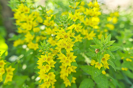 黄绿色花卉背景 纹理 植物花朵树叶花园野花公园灌木草地园艺植物学草本植物花瓣图片