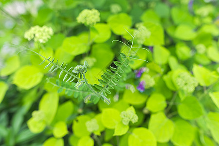 花草绿色背景 质地 灌木和花朵的芽公园植物群生长后院植物学衬套植物花园叶子季节图片