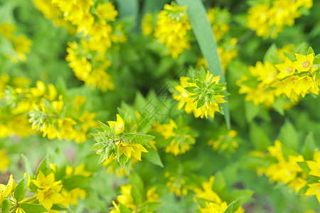 黄绿色花卉背景 纹理 植物花朵黄色草地花瓣公园花园树叶野花园艺灌木植物学图片