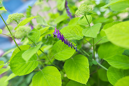 花草绿色背景 质地 灌木和花朵的芽花瓣植物群季节衬套花园园艺生长后院公园叶子图片