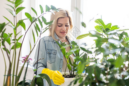 年轻的女商务人士在花盆里喷洒植物 照顾室内植物的女人 一位女士在家里照料植物 用喷雾瓶中的纯净水喷洒植物叶子房子花店瓶子摄影女性图片