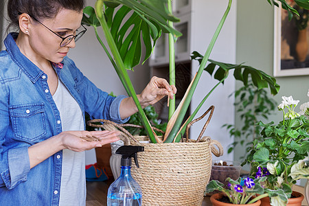 女人在家里用棍子里的矿物肥料给盆栽蒙斯特拉植物施肥丛林花园园丁园艺生长土壤城市花店农业女性图片