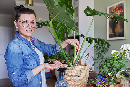 女人在家里用棍子里的矿物肥料给盆栽蒙斯特拉植物施肥城市花店农业花盆爱好女性生长园丁女士土壤图片