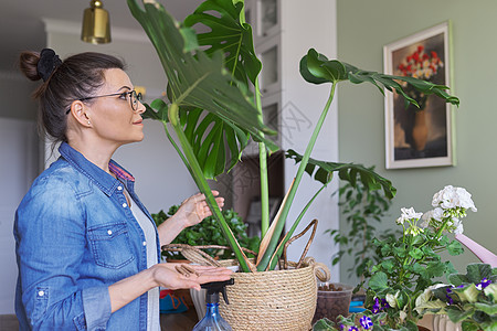 女人在家里用棍子里的矿物肥料给盆栽蒙斯特拉植物施肥叶子花店城市土壤灌封丛林爱好女性生长花园图片