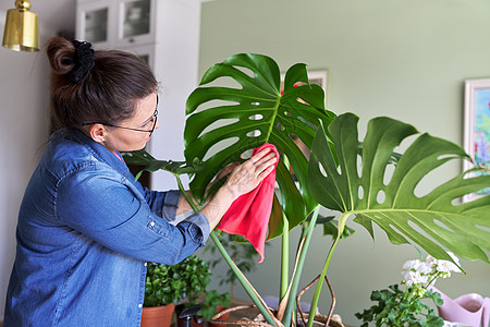 妇女在家里照顾陶工厂 清洗怪物的叶子 a绿色花园生命草本植物园丁休闲丛林幸福房间爱好图片