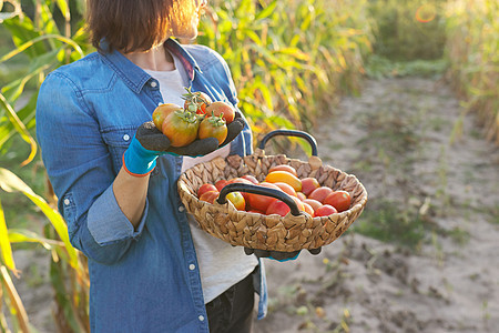蔬菜花园中配有熟红西红番茄作物篮子的妇女农民食物收获园丁生产园艺收成农村生物女性图片