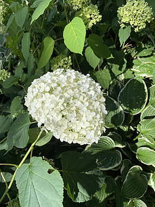 白色绣球花  雪球树 绣球花非常独特 这朵花可以改变颜色 从白色 红色到紫色花束横幅婚礼植物温泉植物学园艺衬套花瓣花园图片