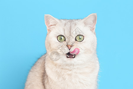 一只英国小白猫在蓝背景上舔嘴唇的特写图片
