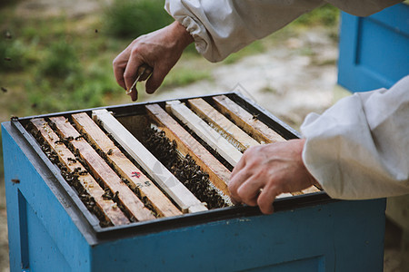 养蜂员正和蜜蜂一起工作 在补助上蜂房农业蜂蜡梳子连衣裤蜂窝蜜艺细胞棕色蜂巢图片