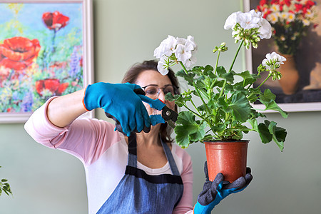 妇女在家里照顾花盆中的花朵 除去脱落的叶子园丁工作女士闲暇手套园艺花园围裙丛林城市图片