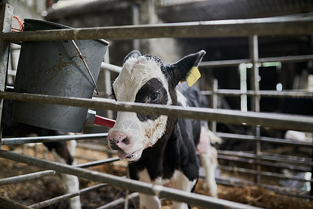你能告诉我我妈妈在哪里吗？一头年轻的奶牛小牛在农场吃草时轻轻地在牲畜围栏里走来走去图片
