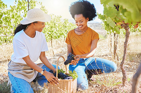 葡萄园 农业农民或营养师工人在农田或农村处理新鲜的黑色水果 可持续农业 有机植物酿酒业中快乐的黑人女性图片