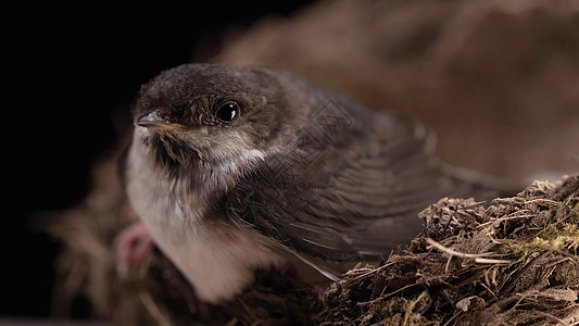 家燕 — 坐在泥巢里的野燕子 在自然栖息地的小鸟 黑色背景 柔和的光线 特写视图 鸟类学 自然 动物群概念图片