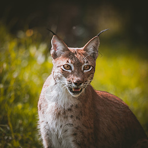 可爱的欧亚林克斯 夏季场肖像季节野生动物动物森林捕食者金子植物生物猫科动物晶须图片