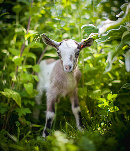 花园中可爱的年轻灰色山羊家畜毛皮农业农场农村脊椎动物牛奶动物哺乳动物孩子图片