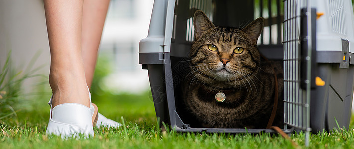 一只灰色斑斑猫躺在一艘载体中 它位于开阔空气中的绿草地上 紧靠着船主的脚虎斑女性公园旅行盒子皮带猫科运输兽医哺乳动物图片