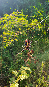 蜘蛛 一只黄条蜂在大网上 乡村小屋区打猎编织云雀食物危险昆虫种植后代青菜蜘蛛网图片