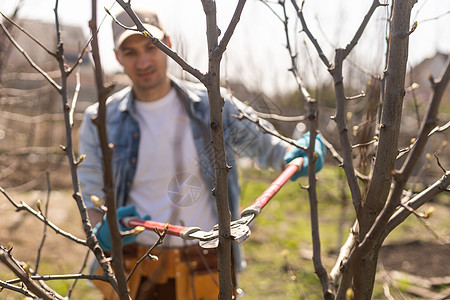 园丁种植果树 剪剪剪男性灌木水果植物剪刀花园工人金属男人手套图片