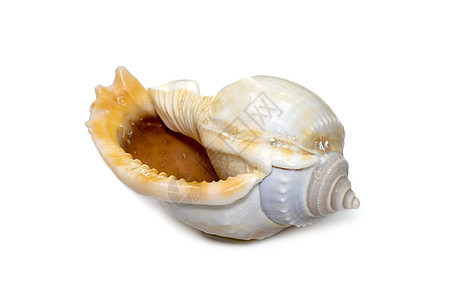 壳的图像 俗称灰色帽子或 glaucus 帽子 是一种大型海蜗牛 一种海洋腹足类软体动物 属于 Cassidae 家族 头盔蜗牛图片