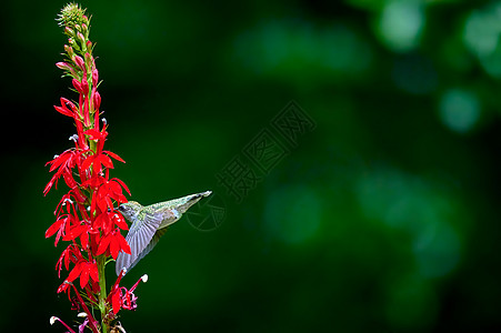 红宝石蜂鸟小木偶在一朵主花上飞行进食喉蜂鸟半边莲后院背景荒野观鸟女性野生动物男性羽毛图片