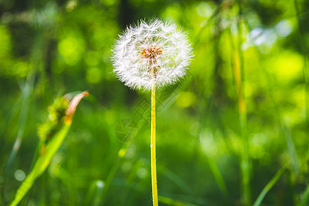 绿色草地上美丽的花朵 在厚木丛里紧贴着鲜花季节树叶植物群晴天植被植物学生长场地天空花束图片