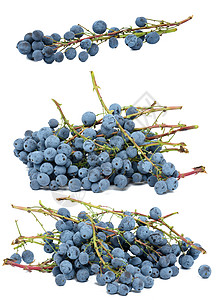 马奥尼亚霍利的蓝莓 白白孤立背景收成植物浆果花园食物蓝色图片