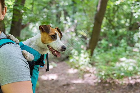 白种女人在户外散步 带着狗杰克罗塞尔特瑞尔 在特别的背包里女孩猎犬女性街道小狗森林鼻子载体运输公园图片