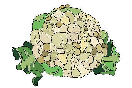 扁平风格的花椰菜图标 孤立的对象 来自花园的蔬菜 有机食品 矢量图农场树叶饮食艺术绘画厨房农业插图叶子收成图片