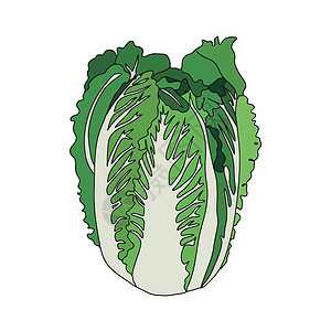 新鲜的大白菜蔬菜孤立的图标 农场市场的卷心菜 素食沙拉食谱设计 有机食品 平面样式的矢量插图图片