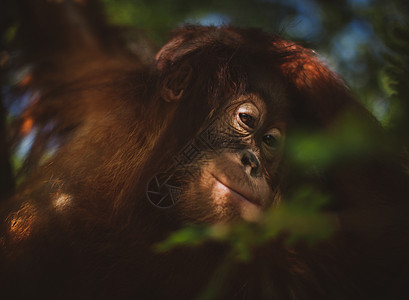 最可爱的婴儿猩猩 挂在动物园的树上女士公园荒野物种童年野生动物橙子动物毛皮保护图片