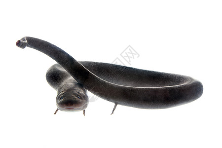 双趾 amphiuma amphiuma 意味着 在白色野生动物荒野橙子动物群尾巴动物园生物学黑色脊椎动物小动物图片