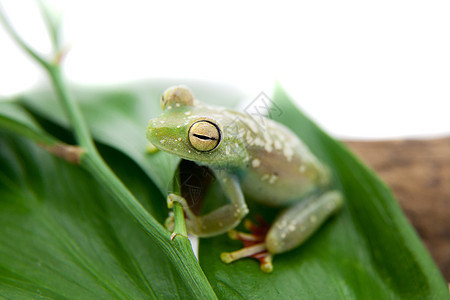 白色的运河区树青蛙野生动物爬行动物生物学两栖动物邻居热带异国少年生态雨林图片