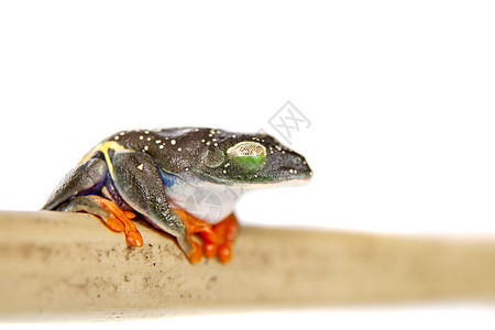 红眼树青蛙 晚上在白色背景上蓝色宏观情调沼泽动物气候眼睛红眼睛热带动物群图片