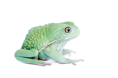 白背景的松猴叶青蛙木头工作室荒野生物脊椎动物全景两栖蓝色叶子野生动物图片