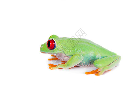 白色背景的美丽的红眼树青蛙蓝色情调气候容器沼泽动物热带动物群红眼睛森林图片
