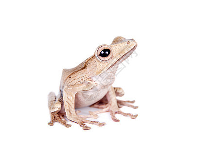 白色背景的风耳青蛙濒危情调宏观动物物质雨林荒野宠物危险热带图片