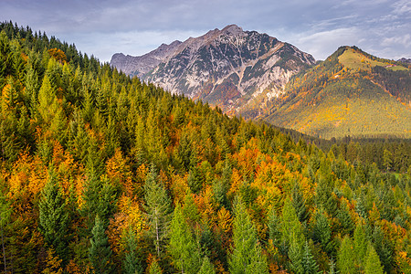 秋天日出时阿尔卑斯山的松树 因斯布鲁克 蒂罗尔卡文德尔山脉旅游晴天落叶小路树干枫树季节阳光目的地田园图片