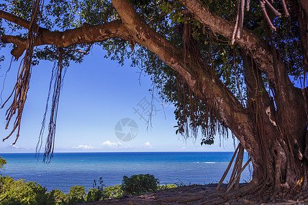 日落时空沙滩 BAHIA的Trancoso热带阴影气候海岸线天空风景树干旅行大树旅游图片