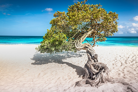 荷属安的列斯群岛阿鲁巴岛上带有divi Divi树的Eagle海滩旅游热带省会游客晴天阴影假期天空太阳目的地图片