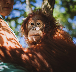 最可爱的婴儿猩猩 挂在动物园的树上灵长类橙子哺乳动物孩子毛皮热带保护女士濒危丛林图片