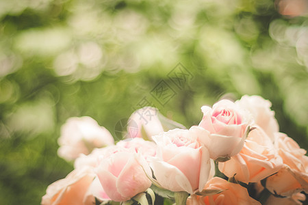 花朵在夏花花园盛开 粉红玫瑰花朵在户外种植粉红色婚礼草本植物花瓣墙纸植物群花束庆典植物玫瑰图片
