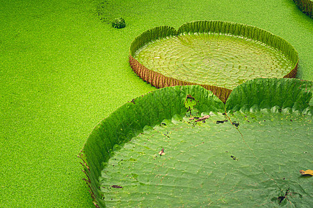 巨型亚马逊河水的近距离自然细节百合荷花绿色树叶植物荷叶皇家池塘农场荷花池图片