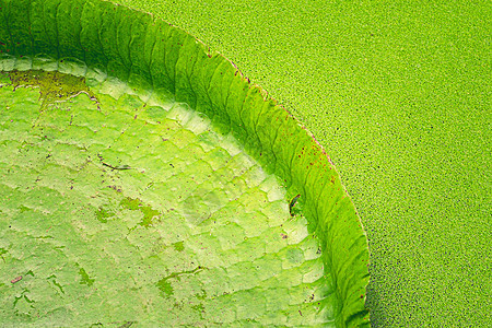 巨型亚马逊河水的近距离自然细节植物荷花池池塘皇家树叶绿色农场荷花百合荷叶图片